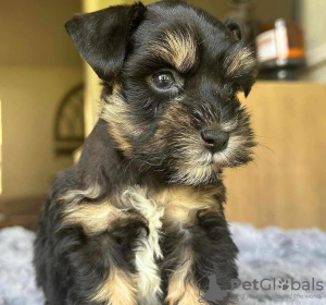 Photo №1. schnauzer géant, schnauzer moyen, schnauzer miniature - à vendre en ville de Cologne | négocié | Annonce №127621