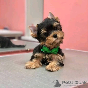 Photo №1. yorkshire terrier - à vendre en ville de Texas City | négocié | Annonce №67536