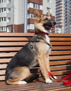 Photo №2 de l'annonce № 45577 de la vente chien bâtard - acheter à Fédération de Russie annonce privée