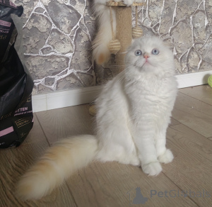 Photo №2 de l'annonce № 153956 de la vente scottish straight - acheter à Fédération de Russie de la fourrière