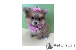 Photo №4. Je vais vendre spitz nain en ville de Greenville.  - prix - 372€