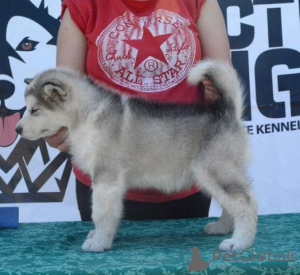 Photo №2 de l'annonce № 105071 de la vente malamute de l'alaska - acheter à Serbie 