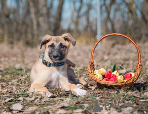 Photo №2 de l'annonce № 32416 de la vente chien bâtard - acheter à Fédération de Russie annonce privée