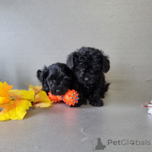 Photo №3. Chiots caniche standard à vendre, contactez WhatsApp Business 447450021323. La finlande