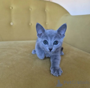 Photo №1. bleu russe - à vendre en ville de Goldenstedt | 350€ | Annonce № 176688