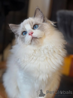 Photo №3. Élégante, douce et pleine de charme, Bella est une beauté enveloppée de. Irlande