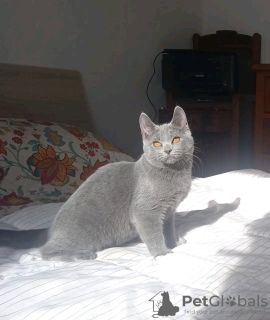 Photo №1. chartreux - à vendre en ville de Paris | négocié | Annonce № 123134