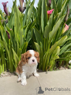 Photo №1. cavalier king charles spaniel - à vendre en ville de Arrondissement de Paris | Gratuit | Annonce №172458