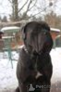 Photo №2 de l'annonce № 10565 de la vente cane corso - acheter à Ukraine annonce privée, éleveur