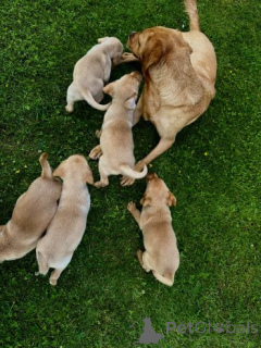 Photo №3. Chiots Fox Red Labrador Retrievers à vendre...viber.639463422605. Les philippines
