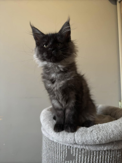 Photo №2 de l'annonce № 137751 de la vente maine coon - acheter à Allemagne annonce privée
