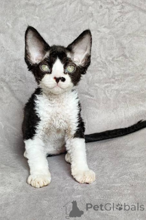 Photo №3. Chatons Devon Rex disponibles à la vente.. Belgique