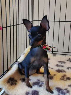 Photo №2 de l'annonce № 2620 de la vente ratier de prague - acheter à Fédération de Russie éleveur