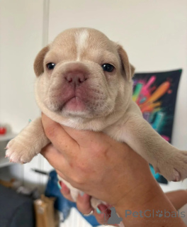 Photo №1. bouledogue - à vendre en ville de Larochett | 400€ | Annonce №174357