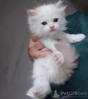 Photo №1. ragdoll - à vendre en ville de Афины | négocié | Annonce № 109870