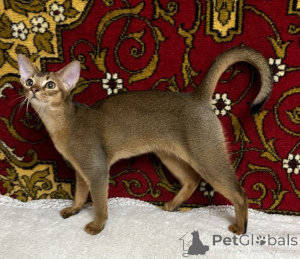 Photo №3. chatons abyssins. Ukraine