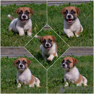 Photos supplémentaires: Réservation des chiots Jack Russell du chenil pour mai-juin