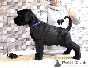 Photo №1. schnauzer géant - à vendre en ville de Aix-en-Provence | négocié | Annonce №172623