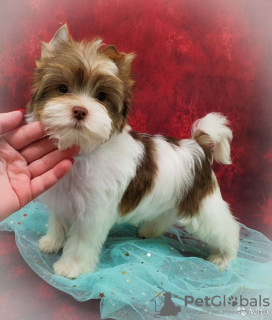 Photo №2 de l'annonce № 8354 de la vente biewer yorkshire terrier - acheter à Fédération de Russie annonce privée