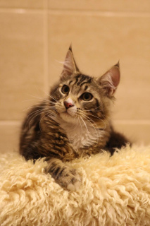 Photo №3. Elisha 3,5mes. race de chat MSO Maine Coon, marbre noir avec blanc. Fédération de Russie