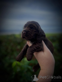 Photo №4. Je vais vendre cocker spaniel anglais en ville de Avançon. éleveur - prix - négocié