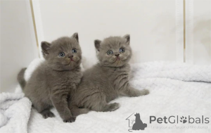 Photo №1. british shorthair - à vendre en ville de Euskirchen | 350€ | Annonce № 154145