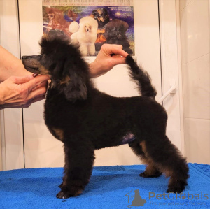 Photos supplémentaires: Caniche nain mâle, né le 30/06/24, le chiot est prometteur pour les expositions