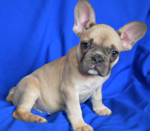 Photo №2 de l'annonce № 2974 de la vente bouledogue - acheter à Fédération de Russie de la fourrière