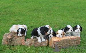 Photos supplémentaires: Adorables King Charles Cavaliers