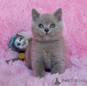 Photo №1. british shorthair - à vendre en ville de Bordel | 350€ | Annonce № 177597