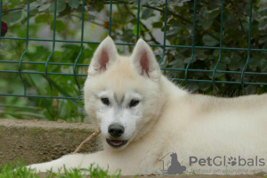 Photos supplémentaires: husky sibérien BEAU chien