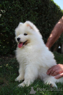 Photos supplémentaires: Chiots Samoyèdes