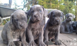 Photo №1. cane corso - à vendre en ville de Freysing | 350€ | Annonce №171444
