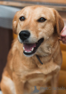 Photo №2 de l'annonce № 166924 de la vente chien bâtard - acheter à Biélorussie annonce privée