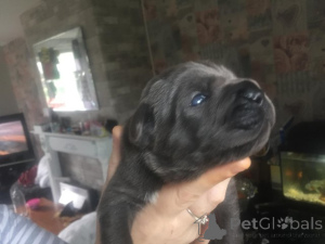 Photo №2 de l'annonce № 173350 de la vente cane corso - acheter à Espagne annonce privée