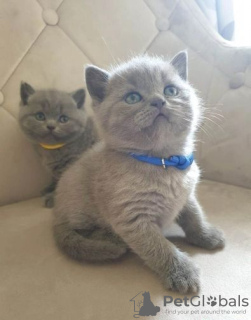 Photo №1. british shorthair - à vendre en ville de Западные Афины | Gratuit | Annonce № 126131