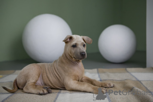 Photo №2 de l'annonce № 137257 de la vente chien thaïlandais à crête dorsale - acheter à Fédération de Russie éleveur