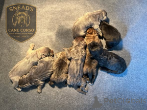 Photo №2 de l'annonce № 173403 de la vente cane corso - acheter à Danemark annonce privée, éleveur