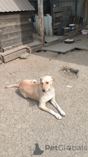 Photo №4. Je vais vendre chien bâtard en ville de Rivière moscou. annonce privée - prix - Gratuit