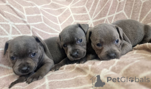 Photo №1. staffordshire bull terrier - à vendre en ville de Murnau Am Staffelsee | 580€ | Annonce №175408
