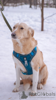 Photo №2 de l'annonce № 95620 de la vente chien bâtard - acheter à Fédération de Russie de l'abri