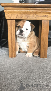 Photo №3. Chiots bulldog anglais testés à vendre à des foyers aimants. Fédération de Russie