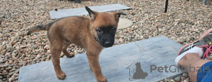 Photo №1. malinois - à vendre en ville de Ljubljana | 250€ | Annonce №117960