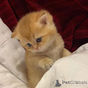 Photo №3. Pouvez-vous résister à un chaton comme celui-ci ? Avertissement Niveaux extrêmes. République Tchèque