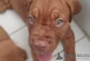 Photo №2 de l'annonce № 129154 de la vente dogue de bordeaux - acheter à La finlande éleveur