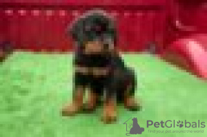 Photo №2 de l'annonce № 128426 de la vente rottweiler - acheter à Allemagne éleveur