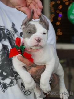 Photo №3. Des yeux brillants, un cœur courageux, Nova s'illumine à chaque instant. Suède