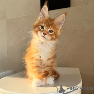 Photo №1. maine coon - à vendre en ville de Stockholm | négocié | Annonce № 171098