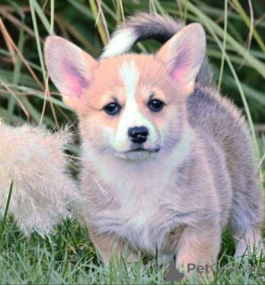 Photo №4. Je vais vendre welsh corgi en ville de Valeovo.  - prix - négocié