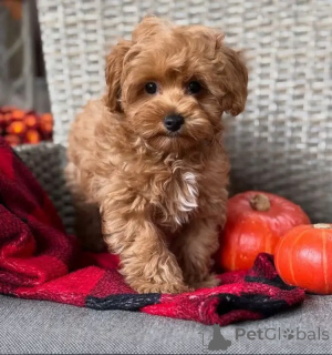 Photo №3. Chiots Maltipoo ludiques, hypoallergéniques et adaptés aux familles. Allemagne